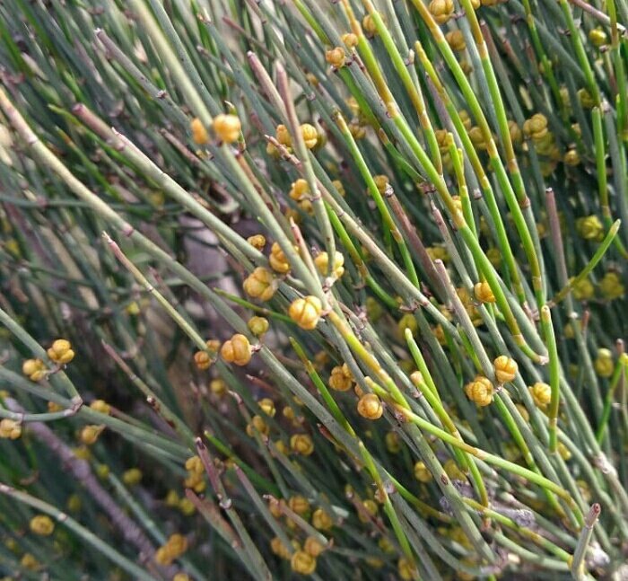 در ماندالای ریگ ودا هوم دارای برگهای زرد و سبز 
