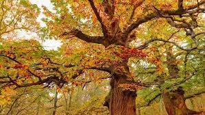 درخت بلوط از درختان مقدس جهان