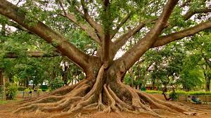 درخت سیلک کاتون از درختان مقدس جهان